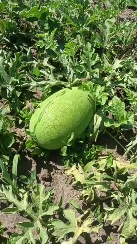 A close-up, top-down shot shows a green watermelon nestled amongst its leaves in a field. The watermelon is oval-shaped and rests on dark soil. Lush green leaves, some with serrated edges, surround the fruit, indicating a healthy growth environment. The lighting suggests a bright, sunny day.