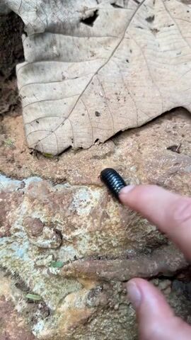 The video begins with a close-up shot of a person's finger gently touching a small, black, pill-shaped creature on a rock. The creature appears to be a pill bug or a similar arthropod. The setting is outdoors, with a large, dry, brown leaf and rough, textured rocks. The ground is covered in dirt and small green shoots.

The camera then shifts to a more blurred, wider view of the surrounding environment, showing more dirt, leaves, and what appears to be the edge of a pink and white shoe, possibly a Croc, and a red object, perhaps a bottle. This suggests a casual, outdoor exploration.

The final shots return to a close-up of the pill bug, now stationary on the rock. The lighting suggests it is daytime, and the environment appears to be somewhat damp, judging by the moist-looking dirt. The overall mood is one of observation and curiosity about the natural world. No text is visible in the video. The location context is Vang Vieng, Laos.