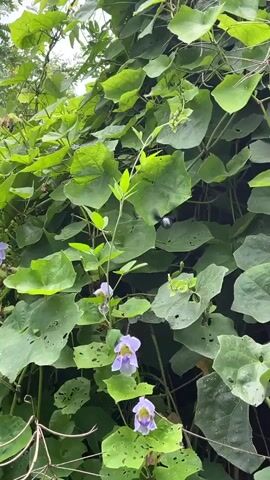 A vertical video displays lush green foliage and several pale purple flowers. The camera pans slowly upwards, revealing the dense growth of leaves and vines. Some of the leaves are large and heart-shaped, while others are smaller and more delicate. The flowers are trumpet-shaped and appear to be growing in clusters. The background is blurred, suggesting the video was taken outdoors in a natural setting.