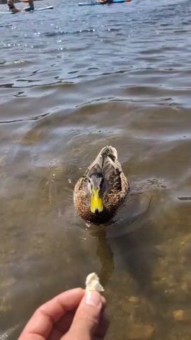 A close-up shot shows a person's hand holding a piece of food. The hand is positioned in the foreground, and the food is in focus. Behind the hand, a duck is swimming in the water, facing away from the camera. The duck is partially submerged, and its head is turned towards the food. The water is clear, and the bottom of the lake or river is visible. In the background, other people are visible on paddleboards in the distance. The sun is shining, and there are ripples on the water. The video then cuts to a shot of the duck swimming away from the camera. The duck is still partially submerged, and its body is angled away from the viewer. The water is still clear, and the bottom of the lake or river is visible. The duck is swimming towards the background, where more people are visible on paddleboards in the distance. The sun is still shining, and there are ripples on the water. The video cuts again to a shot of the duck swimming away from the camera, this time closer to the background. The duck is fully submerged, and only its head and neck are visible. The water is still clear, and the bottom of the lake or river is visible. The duck is swimming towards the background, where more people are visible on paddleboards in the distance. The sun is still shining, and there are ripples on the water. The video cuts again to a shot of the duck swimming away from the camera, this time even closer to the background. The duck is completely submerged, and only its tail is visible. The water is still clear, and the bottom of the lake or river is visible. The duck is swimming towards the background, where more people are visible on paddleboards in the distance. The sun is still shining, and there are ripples on the water.