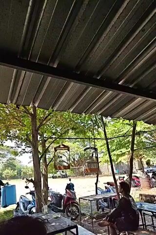 The video pans across an outdoor area with a corrugated metal roof overhead. In the foreground, there are tables and chairs, suggesting a seating area, possibly for a food establishment. Several motorcycles are parked nearby, indicating transportation. Two birdcages are hanging from a tree, with birds visible inside. A person is seated at a table on the right side of the frame, facing away from the camera. In the background, there is a large open grassy field with trees and a fence line. The scene appears to be a casual outdoor gathering place.