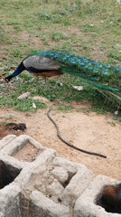 Daily life documented across Nigerian communities, peacock spotted