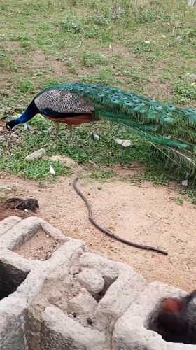 Daily life documented across Nigerian communities, peacock spotted