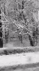 Snow-covered forest filmed from vehicle in Khimki, Russia