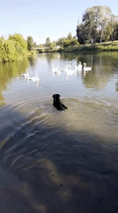 Dogs play by river with swans in Ukraine