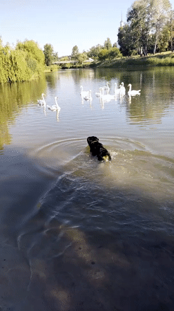 Dogs play by river with swans in Ukraine
