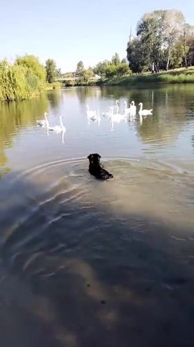 Dogs play by river with swans in Ukraine