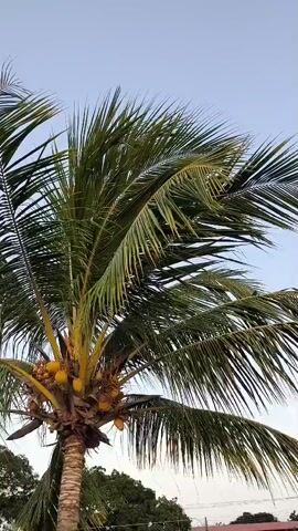 The video shows a coconut palm tree with ripe yellow coconuts clustered near the top of its trunk. The tree's long, green fronds sway gently against a clear, light blue sky. Other trees can be seen in the background. The camera is angled upwards, focusing on the coconut tree.