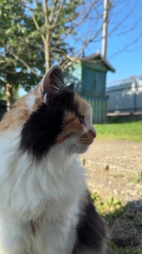 Calico cat's slow morning outside, with coffee and a dog cameo