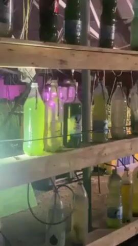 The video shows a greenhouse filled with multi-tiered shelves holding assorted glass and plastic bottles containing various green liquids. Some bottles bear labels in Hebrew. The bottles are illuminated by overhead lighting, which includes a pink-colored light in the background.  A network of tubes runs to and from some of the bottles.