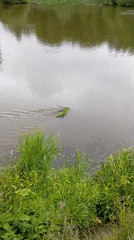 Small mammal spotted swimming across lake in Chaikovsky, Russia