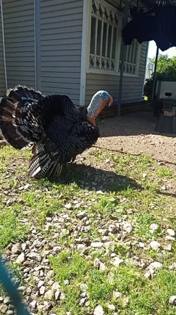Turkeys, bikes, and blooms on a summer morning in Gdov