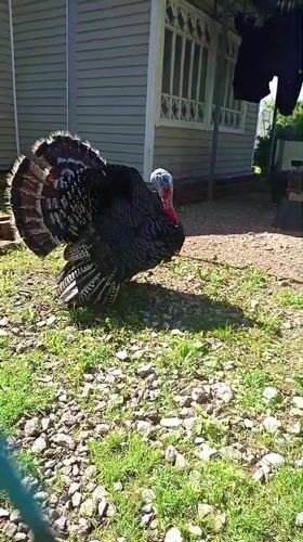 Turkeys, bikes, and blooms on a summer morning in Gdov