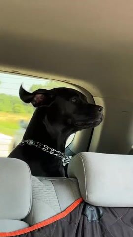 A black dog with a silver chain collar sits in the back seat of a car, looking out the rear window. The dog’s tongue is sticking out slightly in the first few frames. The interior of the car is visible, including grey and white seat upholstery and a dark grey seat cover with orange trim. Outside the window, a blurry green landscape with trees and possibly a field is visible. The scene is lit by natural daylight.