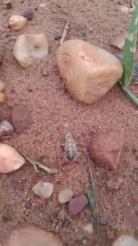 The video shows a patch of reddish-brown soil scattered with small, smooth rocks of various colors and sizes. A small, speckled frog sits near the center of the frame. A hand touches and moves one of the rocks on the right side of the frame. There are also some dry leaves and small twigs scattered on the ground.