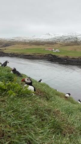 The video shows a group of Atlantic puffins resting on a grassy slope next to a body of water. The puffins, characterized by their black and white plumage and vibrant orange and yellow beaks, are scattered across the green hillside, some looking towards the water. One puffin in the foreground is particularly prominent, facing the camera. In the background, across the water, there are green fields with a few buildings, featuring white walls and red roofs, nestled against the base of snow-capped mountains. The sky is overcast and grey. The overall scene suggests a cool, natural environment, likely in Bakkagerði, Iceland, given the location context. There is no visible text.