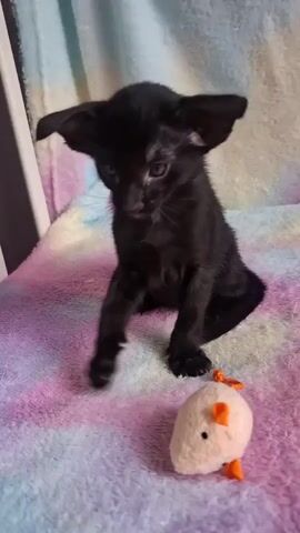 A black kitten sits on a colorful blanket next to a stuffed mouse toy. The kitten has large ears and is looking slightly to the left. The background is blurred with vertical stripes.