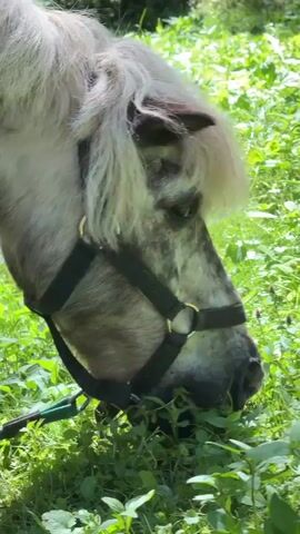 A close-up, vertical video captures a horse grazing in a lush green field on a sunny day. The horse has a light gray coat with darker speckling on its face and a long, shaggy, light-colored mane. It is wearing a black halter. The horse's head is lowered as it munches on the grass. The background is filled with vibrant green foliage.
