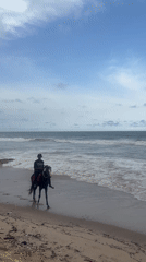 Horse riders spotted on Accra beach during afternoon outing