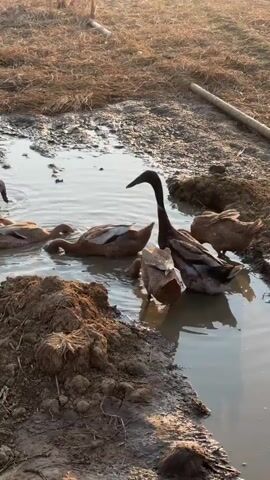 This is a video of ducks in a muddy puddle. There are at least five ducks visible, mostly brown in color, with one duck having darker feathers and a longer neck. They are gathered in the water, with some dipping their heads in. The environment appears to be outdoors with dry grass and dirt surrounding the puddle. The lighting suggests it may be late afternoon or early morning.