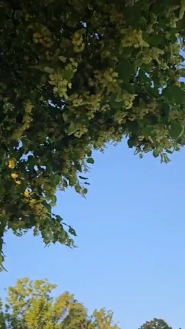 The video shows a low-angle shot of a tree with green leaves and small yellow flowers against a clear blue sky. The camera pans slightly downwards, revealing more of the tree's branches and foliage. The lighting suggests it is daytime, possibly late afternoon given the warm tone of the sky. There are no people or discernible objects in the scene other than the tree and the sky. The environment appears to be outdoors, with the possibility of a distant landscape or body of water visible at the very bottom of the frame, but it is out of focus and indistinct.