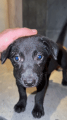 Puppies observed in casual interactions in Kuta Selatan, Indonesia