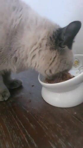 Siamese cat eating from a decorated elevated bowl in Krasnoyarsk
