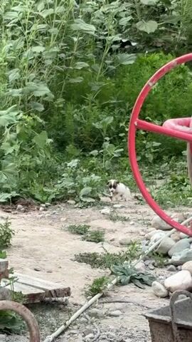 A small, tan and white puppy stands on a dirt path next to a red wheel of machinery and a pile of stones. The puppy is facing to the right and looking slightly down. Behind the puppy and to the left, there is dense green foliage. To the right of the puppy, there is a red wheel attached to a piece of machinery, with a pile of stones and a concrete mixer visible at the bottom right of the frame. The ground is composed of dirt and small stones, with some scattered greenery.