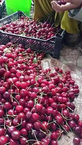 The video shows a pile of fresh cherries. There are two black crates filled with cherries. The cherries are dark red and appear to be ripe. Some of the cherries have stems attached. In the background, a person's hands are visible, sorting through cherries. The cherries are spread out on a patterned surface. The overall scene suggests a harvest or preparation for sale of cherries.