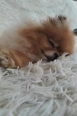 The video shows a close-up shot of a small, fluffy Pomeranian dog sleeping on a soft, white, fuzzy blanket. The dog is lying on its side, curled up with its head resting on its paws. Its eyes are closed, and its breathing is shallow. The dog's fur is a mix of tan and white, and it appears to be very soft and well-groomed. The blanket is thick and plush, and it seems to be providing a comfortable resting place for the dog. The lighting in the scene is soft and warm, casting a gentle glow on the dog and the blanket. The overall impression is one of peace and tranquility.