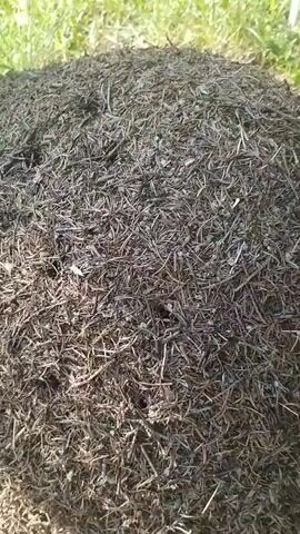 A close-up shot of a large ant hill in natural lighting. The ant hill is composed of a dark, granular material mixed with small twigs and pine needles. The texture is rough and uneven. In the background, blurred green grass is visible. The camera is stationary.