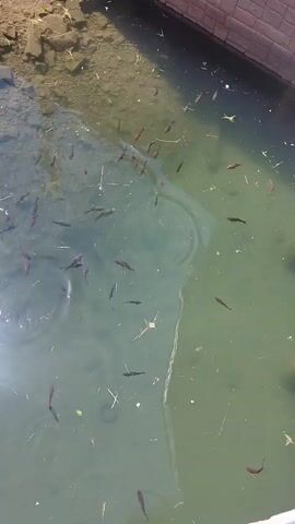 The video shows a school of small fish swimming in murky, shallow water. The water is bordered by a stone embankment on one side and a sandy, rocky shore on the other. Sunlight glints off the water's surface, suggesting it is daytime. The water is a murky green, with some debris floating on top, including small leaves and twigs. The fish are mostly dark in color and appear to be actively swimming in a coordinated manner. The setting appears to be a natural body of water, possibly a river or a pond, with man-made structures visible along the embankment. The overall impression is one of a peaceful, natural scene with abundant aquatic life.