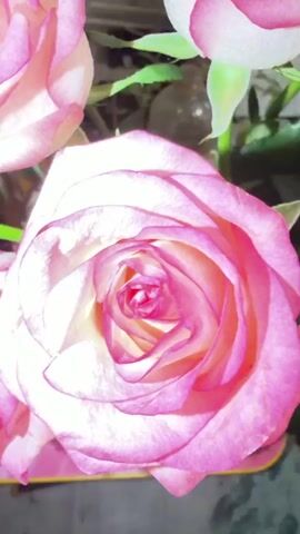 This video displays a close-up view of several pink and white roses. The camera pans and zooms slightly, focusing on the intricate petal details of the roses, some of which appear to be fully bloomed while others are still partially closed. Green leaves and stems are visible between the flowers. The lighting suggests an indoor setting, possibly a bouquet of flowers. There are no people or discernible actions taking place.