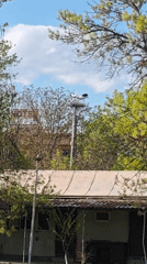 Storks nesting on utility poles observed in Kulata, Bulgaria