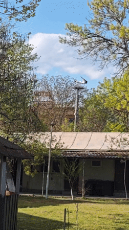 Storks nesting on utility poles observed in Kulata, Bulgaria