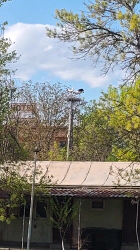 Storks nesting on utility poles observed in Kulata, Bulgaria