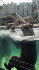 Morning tour through Shanghai Wild Animal Park's enclosures and exhibits