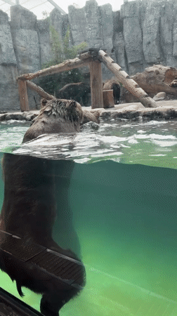 Morning tour through Shanghai Wild Animal Park's enclosures and exhibits