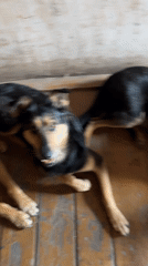 Dogs gather at Nizhny Tagil home during morning hours