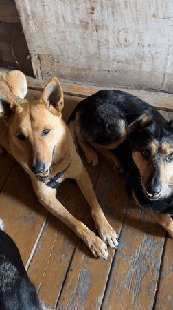 Dogs gather at Nizhny Tagil home during morning hours