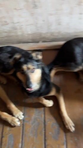 Dogs gather at Nizhny Tagil home during morning hours