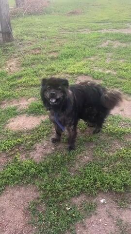The video shows a black Chow Chow dog with a blue collar standing in a grassy area. The dog is panting and looking at the camera. The background consists of green grass and dirt.