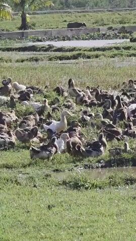 A wide shot depicts a large flock of ducks scattered across a grassy field. The field appears to be wet in patches, with small pools of water interspersed amongst the grass. Most of the ducks are brown or mottled in color, though there are a few white ducks mixed in. The ducks are generally clustered together, some standing and some resting. In the background, a raised dirt area or road runs across the field, with a few trees and other vegetation visible beyond it. The scene is shot in daylight under sunny conditions.