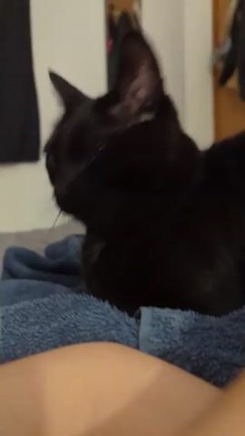 The video shows a black cat sitting on a folded blue towel on a bed, next to a person's leg. The cat is facing to the left and is mostly still, with its ears perked up. In the background, a grey bedspread is visible, along with a white wall with a black piece of artwork and a wooden shelf with items hanging on it.