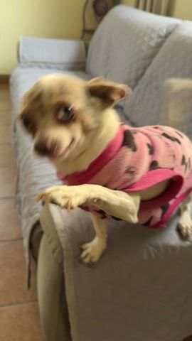 A small, light-colored Chihuahua wearing a pink and black spotted sweater is perched on the arm of a light gray, quilted couch. The dog is looking around, adjusting its position, and briefly scratches its face with a paw. The couch is set on a tile floor and there is a radiator and curtains visible in the background. The camera is held by someone close to the dog, creating a slightly shaky perspective.
