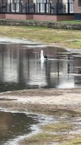 A pelican is swimming in a body of water. The water is reflecting a building and trees. The pelican is white and black and has a long beak. The pelican is facing away from the camera and swimming to the left.