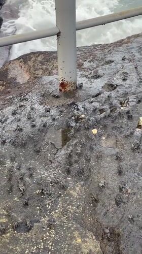 Small crabs cover ocean walkway in Mengwi, Indonesia