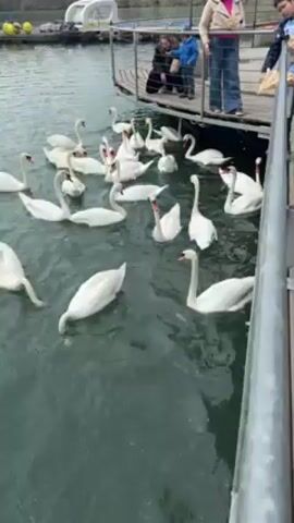 The video shows a large group of swans swimming in water next to a wooden dock where people are feeding them. The swans are predominantly white with long necks, and they are clustered together in the water, eagerly reaching for the food being offered. Several people, including adults and children, are standing on the dock, throwing pieces of food to the swans. The dock has a metal railing, and a small structure or boat can be seen in the background on the water. The water is dark green, and the overall environment appears to be a park or recreational area with trees visible in the distance.