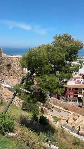 The video shows a bright and sunny day with a view from a high vantage point overlooking a cityscape and harbor. In the foreground, there's a large pine tree with green foliage. A seagull flies across the frame, moving from left to right, partially obscured by the tree. Below the tree are some ancient ruins or excavation sites, revealing red brick and stone structures. The cityscape consists of buildings with red-tiled roofs and colorful facades. In the background, there's a harbor with several boats and a large ferry. The sky is clear and blue with a few wisps of clouds. The camera pans slightly.