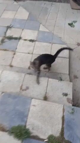 A short video captures a tabby cat walking on a tiled patio. The cat's tail is held high and its head is down as it moves towards the camera. The tiled surface is composed of light-colored and blue-grey tiles, with patches of green grass growing between them. In the latter half of the video, a pair of feet wearing grey slippers enters the frame. The cat rubs against the person's legs. The activity appears to be a casual encounter between a cat and a person outdoors, likely in a residential area given the tiled patio and slippers. The lighting suggests it could be daytime, and no specific weather conditions are evident. No text is visible in the video.